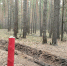 Новости Коломны- Более 50 километров противопожарных минерализованных полос обустроят в лесах Коломны - KolomnaOnline.Ru
