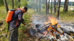 Новости Коломны- Лесной участок рядом с Сосновым Бором в Городском округе Коломна освобождают от сухостойных деревьев