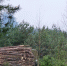 Последствия урагана убирают коломенские лесники - Regions.Ru